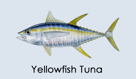 TUNA - AT&Uacute;N